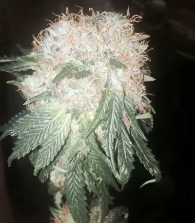 Graines de cannabis Green Ninja (Heavyweight Seeds)