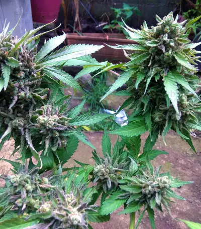 Big Head Confidential Seeds