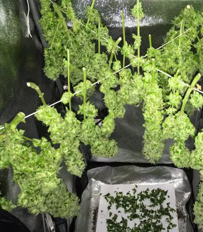 Black Jack Seeds