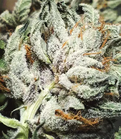 Black Widow weed strain