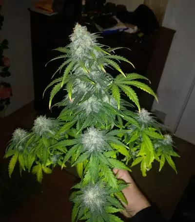 Blue Amnesia Auto cannabis strain