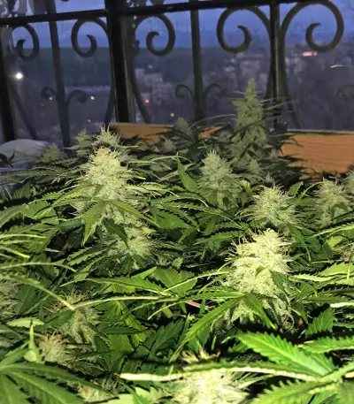 Buddha Deimos Auto Regular seeds