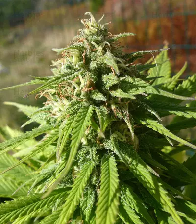 CBD Caramel Seeds