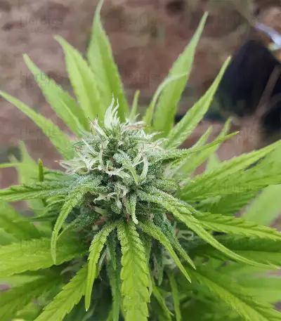 CBD Caramel Seeds