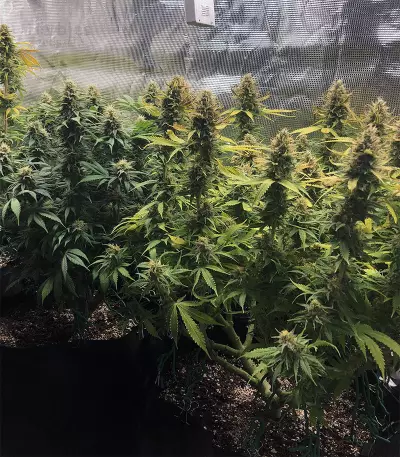 Chocolate Heaven (G13 Labs)