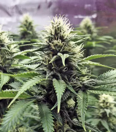 Chocolate Heaven (G13 Labs)