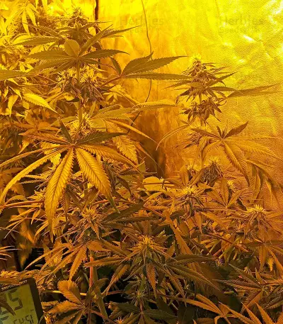Chocolate Mint OG Seeds