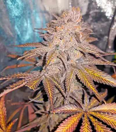 Chocolate Mint OG Seeds