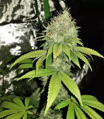 Dark Ghost Train Seeds