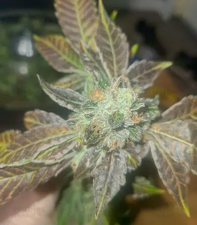 Graines de cannabis Do-Si-Dos (Pyramid Seeds)