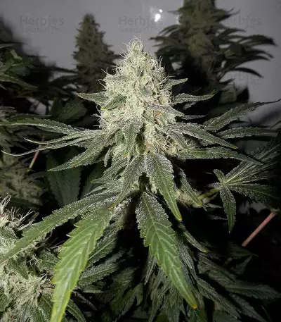Gelato Sorbet (DNA Genetics)