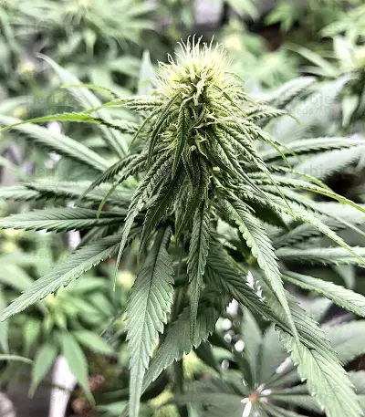 Semi femminizzati di Gorilla × White Widow