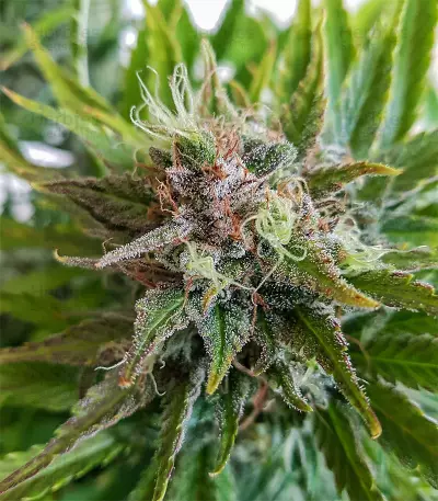 Grapefruit Auto Seeds