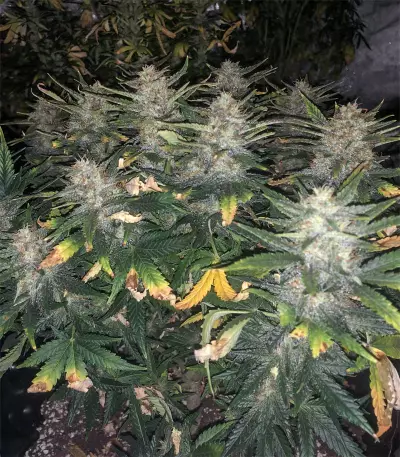 Green Gelato Automatic feminizada (RQS)