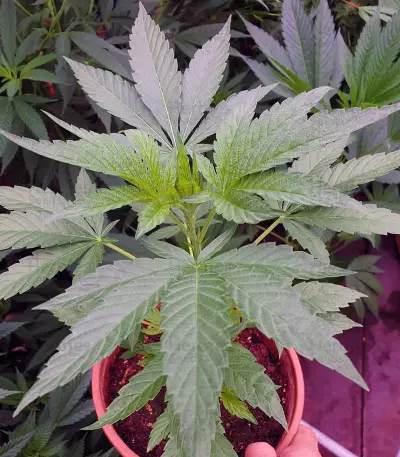 Hawaiian Snow x Amnesia x Dosidos Seeds