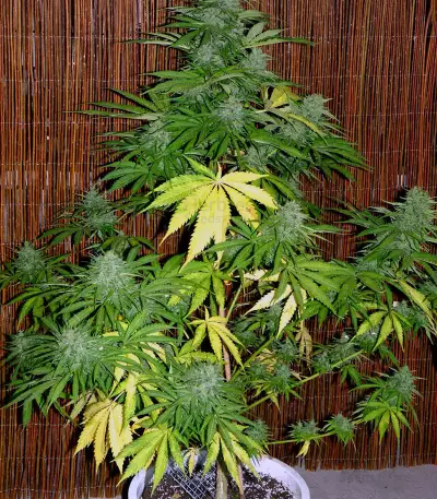 High Ryder ASB Giant Auto (Xtreme Seeds)