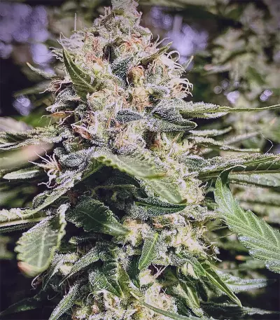 Hindu Kush feminized seeds