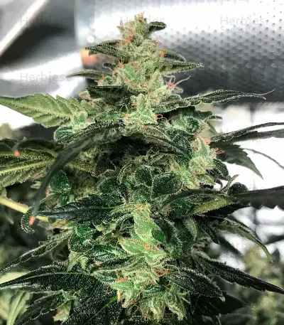 Jack Herer Seeds (The Bulldog Seeds)