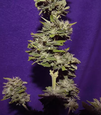 King Kong Auto feminized seeds