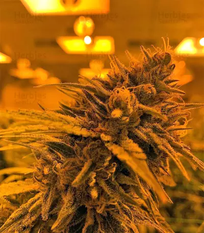 King's Banner Seeds