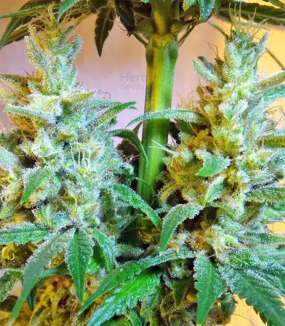 Malawi x PCK (Ace Seeds)