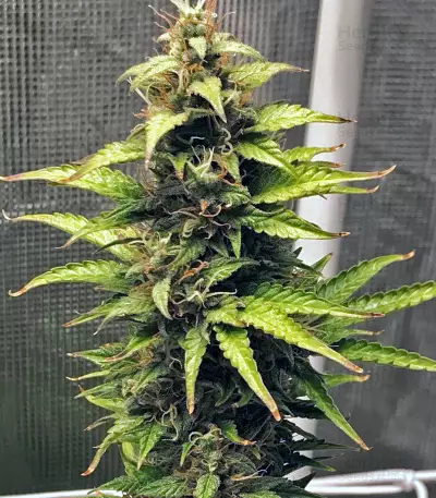 NL Auto Seeds