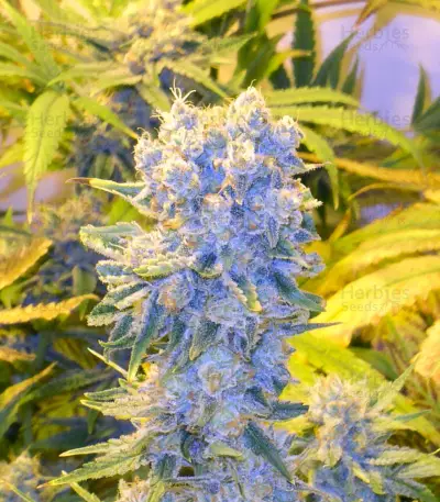 Semi femminizzati Northern Lights (White Label Seed Company)