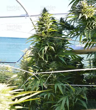 Semi femminizzati Orient Express x Nepal Jam
