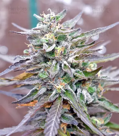 Panama D.C. Seeds