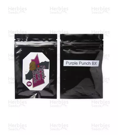 Purple Punch BX Regular (Purple Caper Seeds)