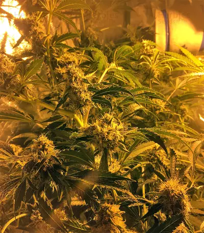 Sherbet (Seedstockers)