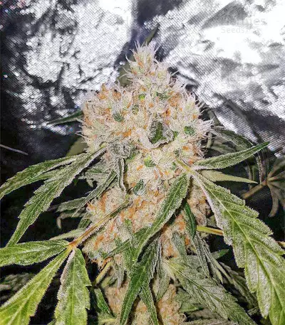 Skunk XL Seeds