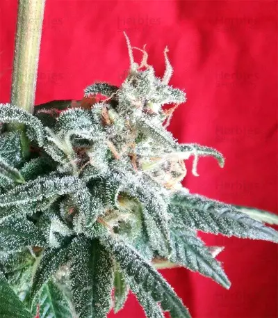 Snow Moon Seeds