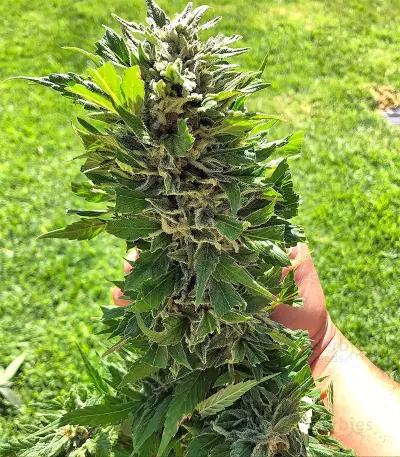 Strawberry Banana feminized seeds
