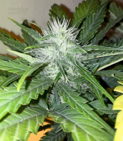 Graines de cannabis Super Skunk Automatic (White Label)