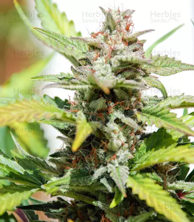 White Haze Automatic feminized seeds