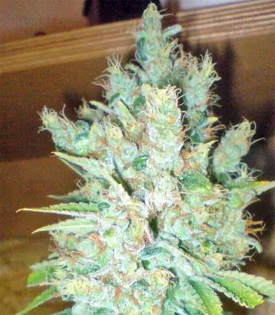 Blue Cheese Automatic marijuana strain