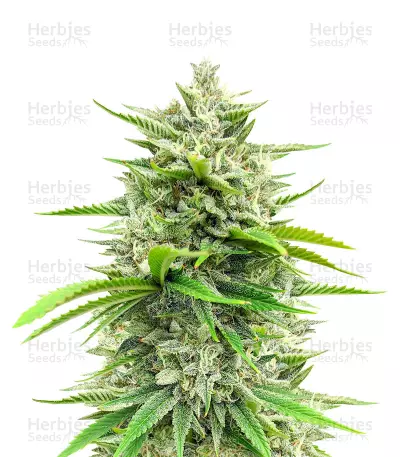Bruce Banner Fast Version Feminized Seeds (Herbies Seeds USA)
