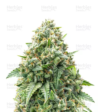 Bubba Kush Feminized Seeds (Herbies Seeds USA)