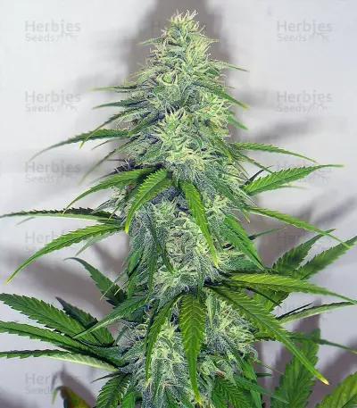 Candy Kush Auto feminized seeds