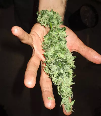 Cheesy Headband Seeds