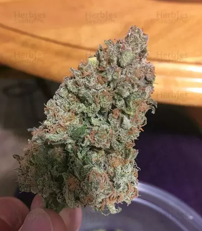 Critical + 2.0 Seeds