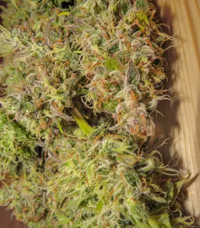 Critical Sour Seeds