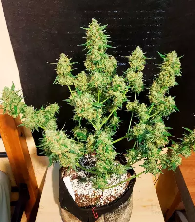 Extreme Impact Auto Seeds