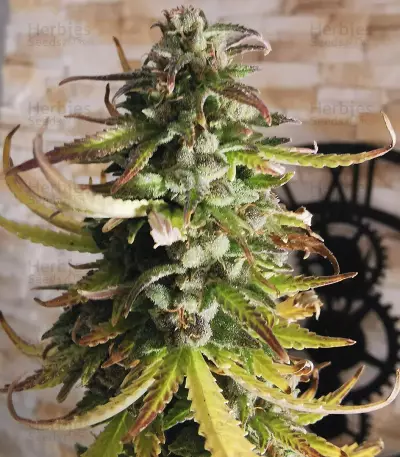 Girl Scout Cookies Autoflower feminized seeds