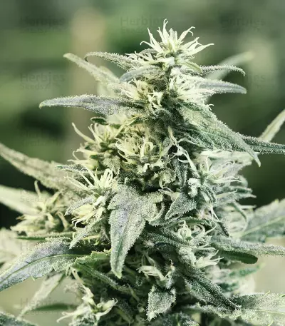Golden Haze Seeds