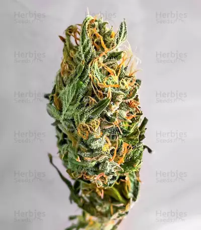 Gorilla Purple Seeds (EGS)