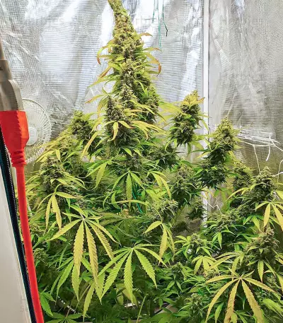 Gorilla Purple Seeds (EGS)