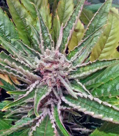 Great White Shark Seeds