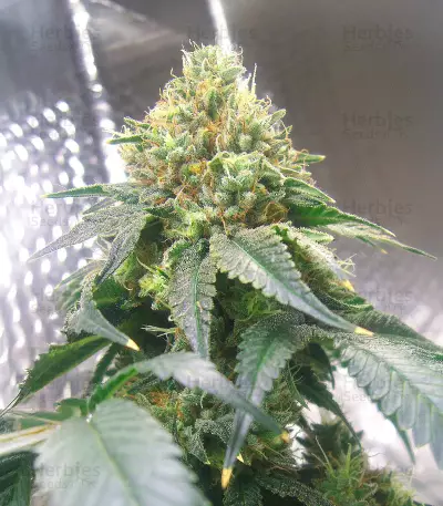 Graines de cannabis Jamaican OG (Cali Connection Seeds)
